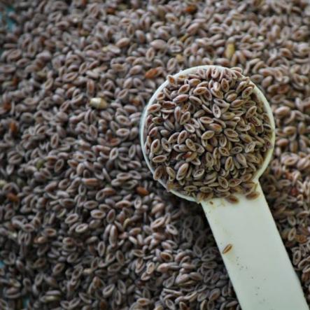 خریدار تخم شربتی درشت به قیمت تولید 