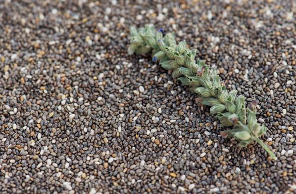 صادرات تخم شربتی درشت به خاورمیانه