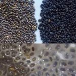 سفارش خرید تخم بالنگو