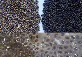 سفارش خرید تخم بالنگو