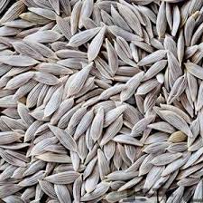 عرضه مستقیم تخم بالنگو