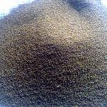 خرید عمده تخم بالنگو