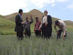 مراکز تولید تخم بالنگو