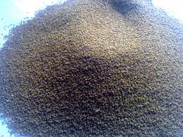 تخم بالنگو شیرازی