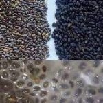 تخم بالنگو سیاه