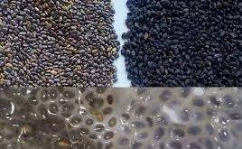 تخم بالنگو سیاه