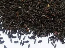 تخم بالنگو شهری