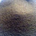 تخم بالنگو شهری