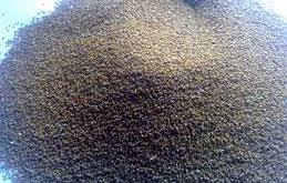 تخم بالنگو شهری