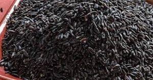 فروش عمده بهترین تخم بالنگو