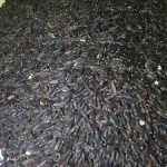 خرید تخم بالنگو