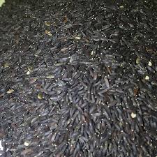 خرید تخم بالنگو