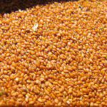 مرکز پخش انواع خاکشیر