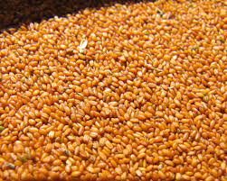 مرکز پخش انواع خاکشیر