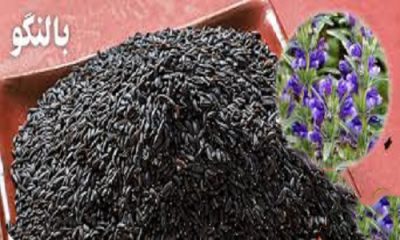 پخش عمده تخم بالنگو