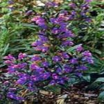 گل های تخم بالنگو