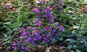 گل های تخم بالنگو