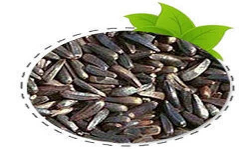 قیمت ویزه تخم بالنگو