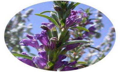 خرید تخم بالنگو