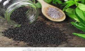 قیمت تخم بالنگو