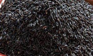 فروش تخم بالنگو