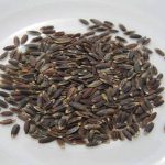 بالنگو سیاه