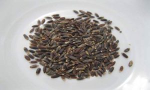 بالنگو سیاه