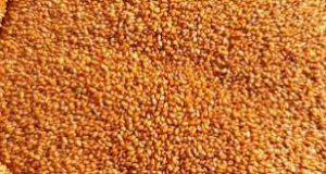 خرید و فروش خاکشیر