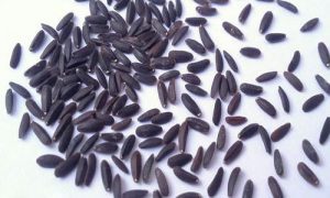 دانه بالنگو ایرانی