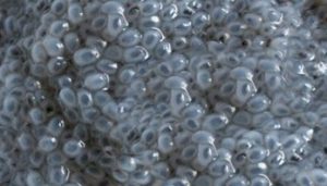 خرید تخم بالنگو