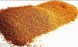 فروش خاکشیر مرغوب