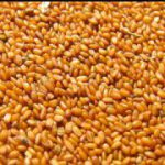 فروش عمده خاکشیر