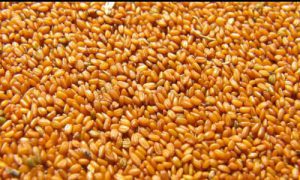 فروش عمده خاکشیر