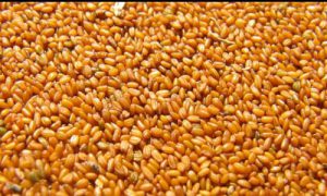 فروش عمده خاکشیر