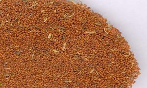 فروشنده عمده خاکشیر