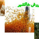 تولید خاکشیر درجه یک شیرین