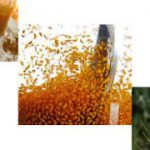 خاکشیر شیرازی