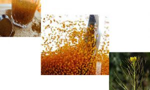 خاکشیر شیرازی