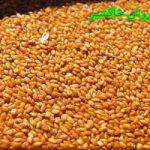 فروش عمده خاکشیر