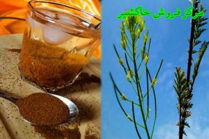 فروش خاکشیر تازه