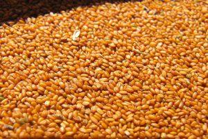 فروش عمده خاکشیر