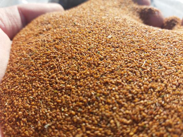 سایت خرید و فروش تخم شربتی