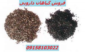 خرید تخم شربتی هندی