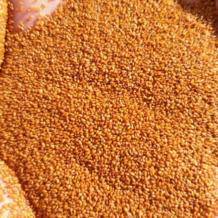 مرکز فروش تخم شربتی اصل