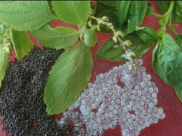 عرضه عمده تخم شربتی در ایران