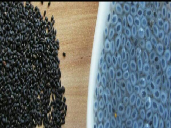 نمایندگی تخم شربتی در اصفهان