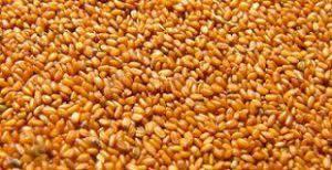 خاکشیر اعلاء همدان