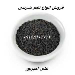 تخم شربتی درشت بالنگو