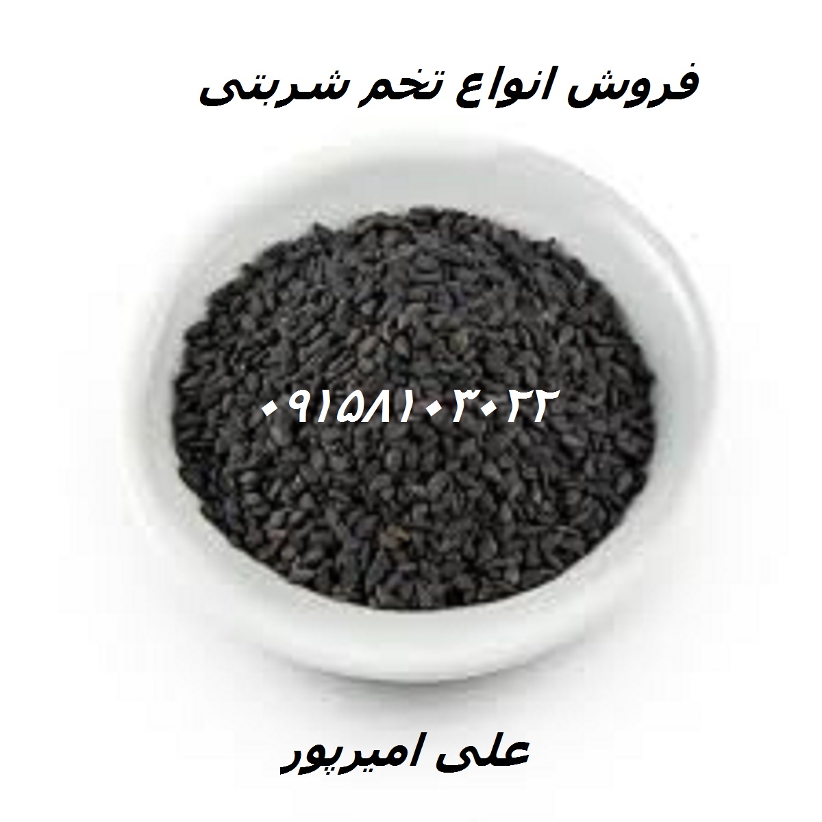 تخم شربتی درشت بالنگو