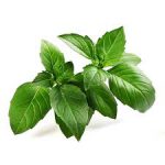 مرکز اصلی فروش بذر ریحان سبز